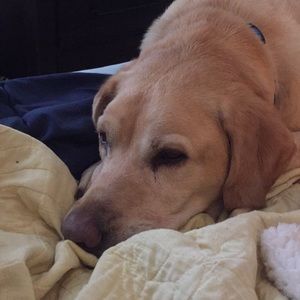 Meet your Posher, Joyce